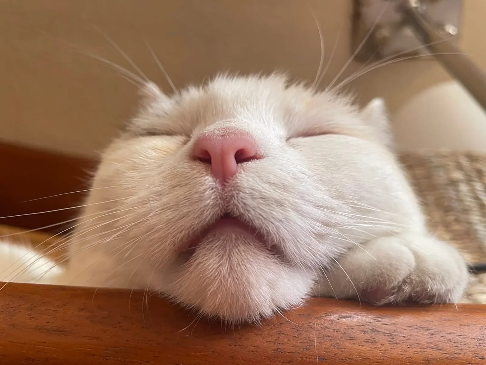 Mon animal doit-il se reposer après sa séance d’ostéopathie ?