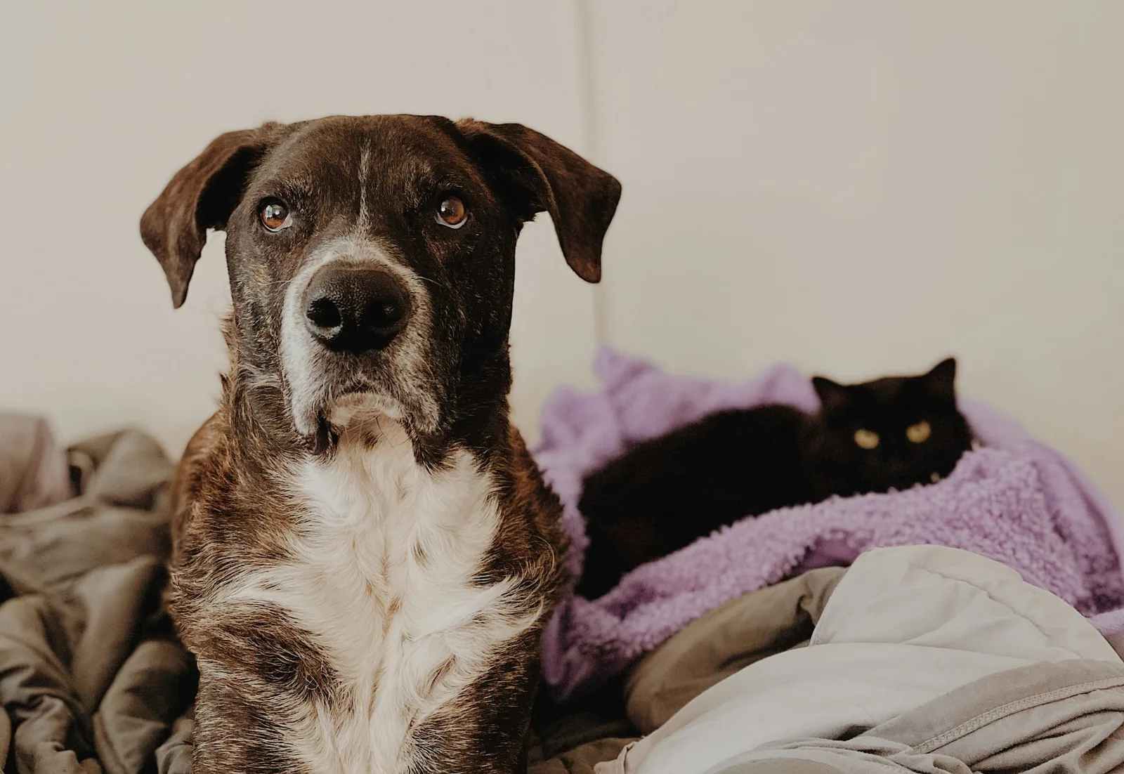 Chiens et Chats