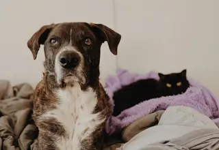 Chiens et Chats