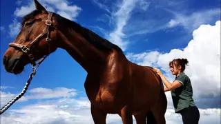 Les chevaux